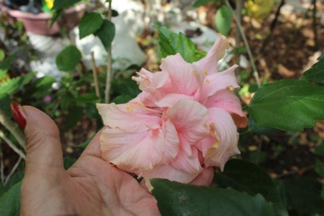 Name:  IMG_6078.jpg
Views: 790
Size:  34.5 KB