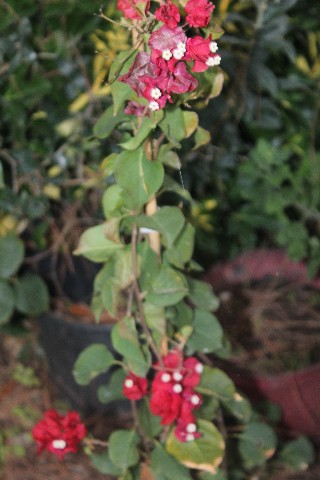 Name:  IMG_6402.jpg
Views: 758
Size:  64.9 KB