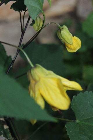 Name:  IMG_6070.jpg
Views: 724
Size:  50.1 KB