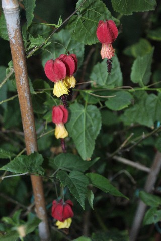 Name:  IMG_6076.jpg
Views: 722
Size:  65.1 KB