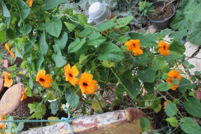 Name:  IMG_6210.jpg
Views: 627
Size:  60.7 KB