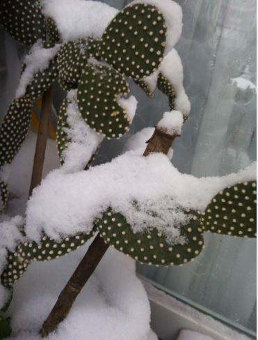 Name:  c4.JPG
Views: 723
Size:  37.2 KB