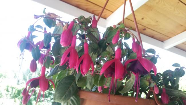 Name:  20160715_134848.jpg
Views: 976
Size:  38.7 KB
