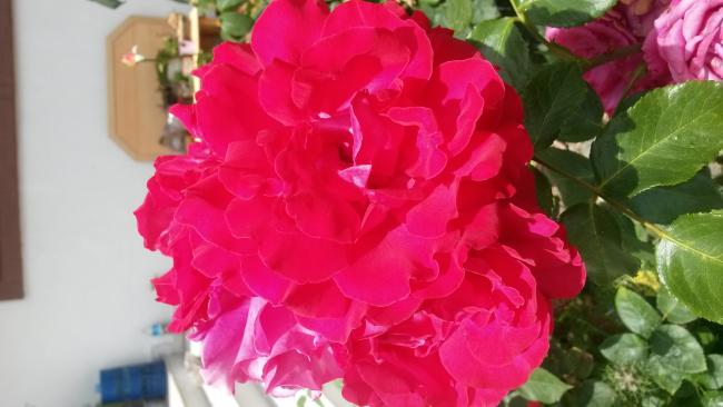 Name:  20160701_114203.jpg
Views: 953
Size:  33.4 KB