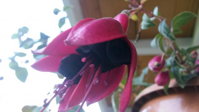 Name:  20160715_184136.jpg
Views: 912
Size:  23.0 KB