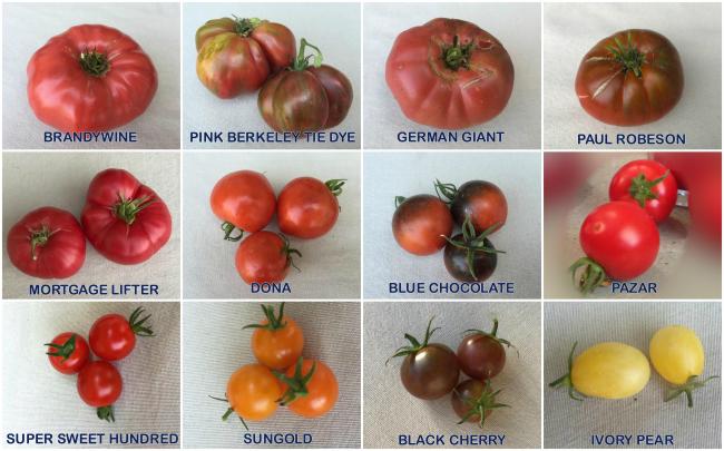 Name:  tomatoesimp copy.jpg
Views: 652
Size:  46.7 KB