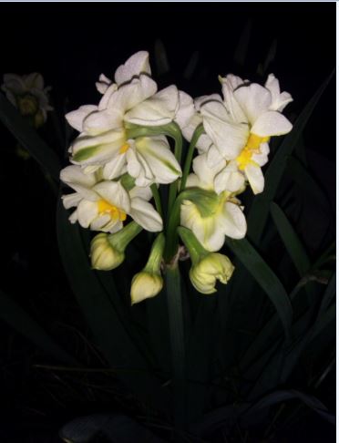 Name:  seo1a.JPG
Views: 291
Size:  27.4 KB