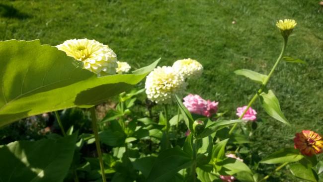 Name:  20160811_093758.jpg
Views: 808
Size:  38.0 KB
