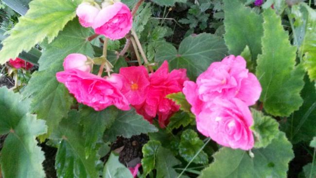 Name:  20160914_185302.jpg
Views: 806
Size:  41.5 KB