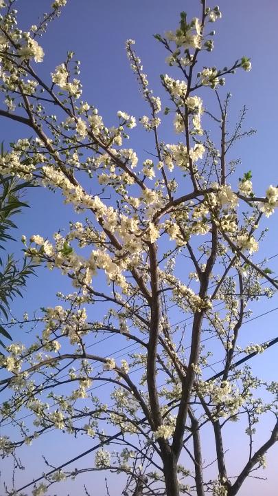 Name:  WP_20170301_013.jpg
Views: 3334
Size:  82.4 KB