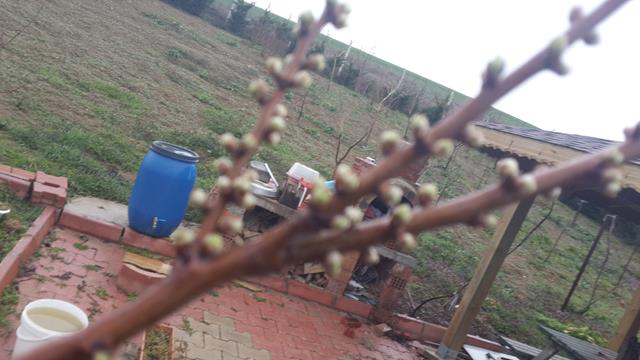 Name:  20170302_101410 (Copy).jpg
Views: 645
Size:  52.6 KB