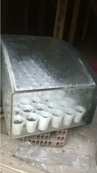 Name:  tohum atda 2.jpg
Views: 498
Size:  56.9 KB