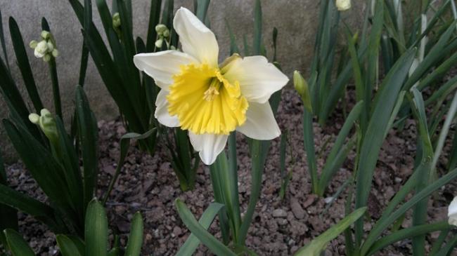 Name:  2017-03-07-2195.jpg
Views: 703
Size:  38.2 KB