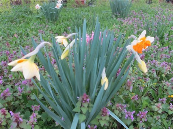 Name:  IMG_0171 (600 x 450).jpg
Views: 875
Size:  56.0 KB