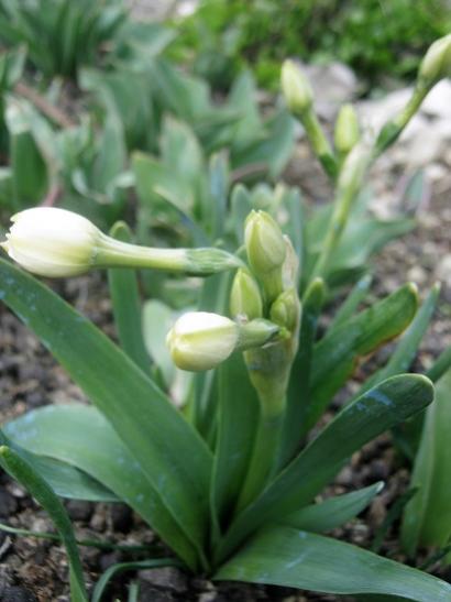 Name:  double daffodil erlicheer.jpg
Views: 630
Size:  29.4 KB