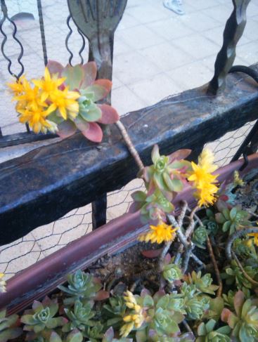 Name:  seda1.JPG
Views: 406
Size:  46.7 KB