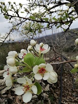 Name:  armut.jpg
Views: 540
Size:  34.3 KB