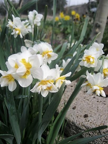 Name:  k. nergis.jpg
Views: 462
Size:  38.5 KB