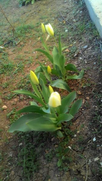Name:  P_20170405_181257.jpg
Views: 1183
Size:  43.6 KB