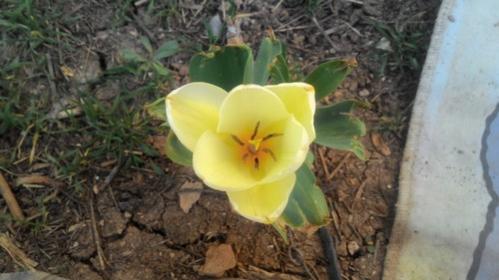 Name:  P_20170405_181505.jpg
Views: 1188
Size:  25.4 KB
