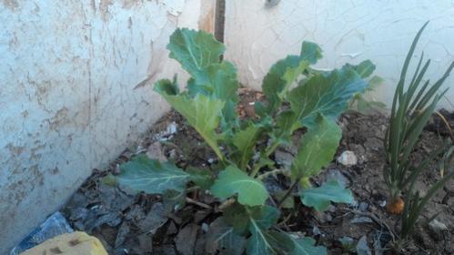 Name:  P_20170405_181948.jpg
Views: 1202
Size:  25.3 KB