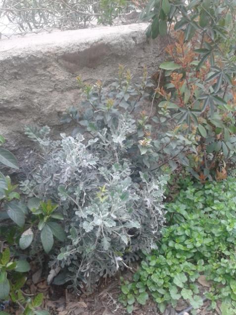 Name:  20170307_151749.jpg
Views: 355
Size:  64.9 KB