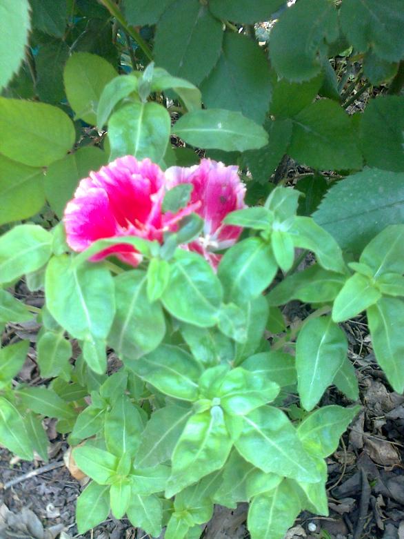 Name:  Fotoraf4171.jpg
Views: 345
Size:  72.2 KB