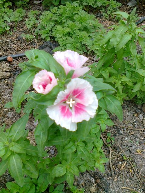 Name:  Fotoraf4172.jpg
Views: 320
Size:  76.5 KB
