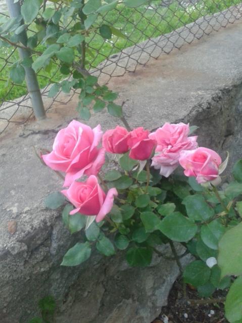 Name:  20170405_190857.jpg
Views: 326
Size:  48.9 KB