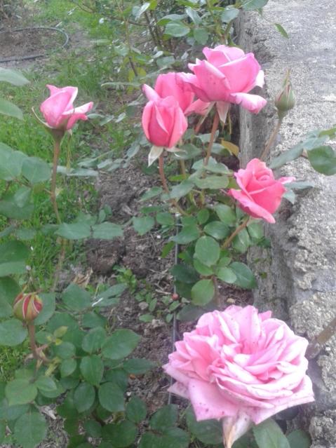 Name:  20170405_190843.jpg
Views: 333
Size:  57.8 KB