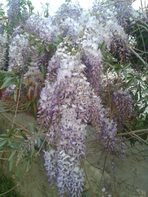 Name:  20170327_191746.jpg
Views: 322
Size:  63.3 KB