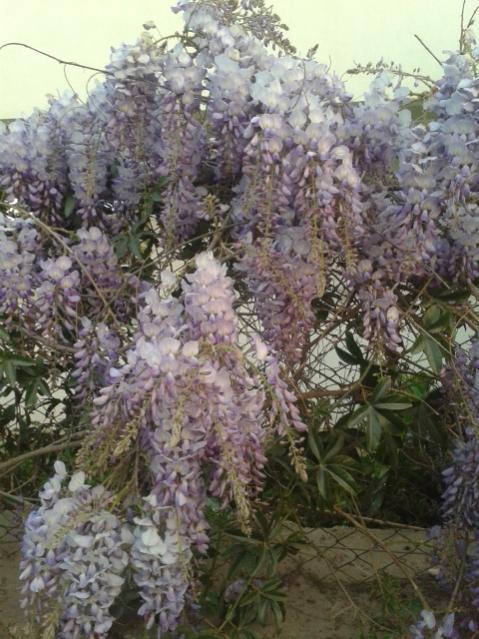 Name:  20170327_191734.jpg
Views: 329
Size:  62.6 KB
