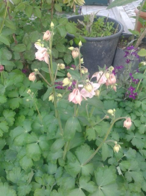 Name:  20170405_191359.jpg
Views: 322
Size:  45.1 KB
