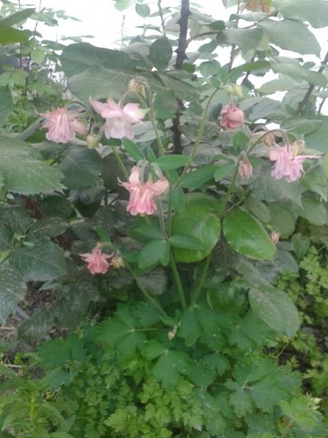Name:  20170405_191323.jpg
Views: 314
Size:  47.5 KB