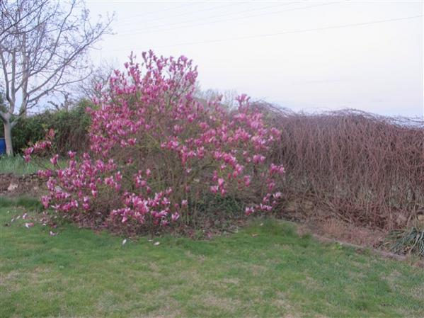 Name:  IMG_0315 (600 x 450).jpg
Views: 934
Size:  48.0 KB