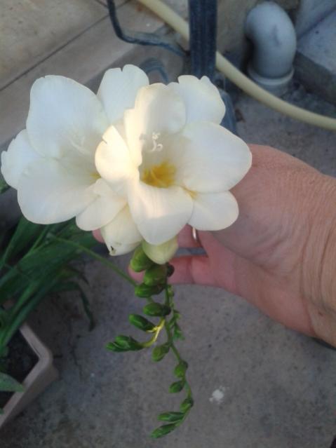Name:  20170406_190002.jpg
Views: 265
Size:  27.1 KB