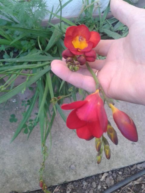 Name:  20170406_190017.jpg
Views: 293
Size:  41.1 KB