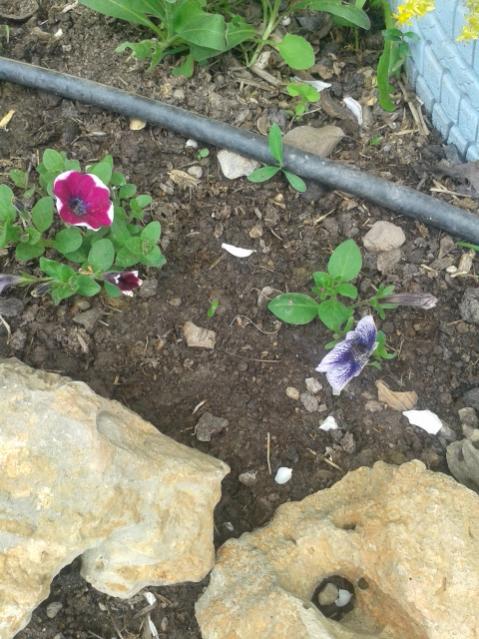 Name:  20170406_152631.jpg
Views: 279
Size:  63.8 KB