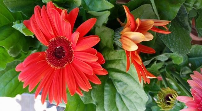 Name:  17796275_10155304095214040_3006920235327129933_n.jpg
Views: 454
Size:  41.2 KB