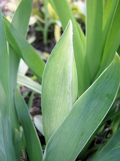 Name:  iris.jpg
Views: 1033
Size:  26.8 KB