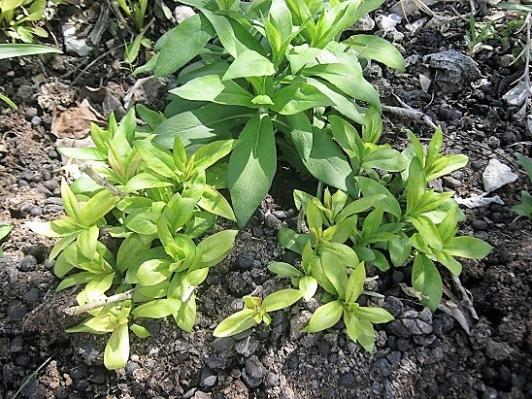 Name:  phlox.jpg
Views: 1096
Size:  70.6 KB