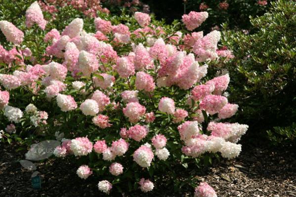 Name:  pl2000012926_card_lg.jpg
Views: 1011
Size:  62.7 KB