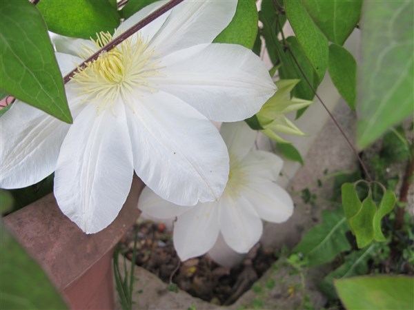 Name:  IMG_0371 (600 x 450).jpg
Views: 767
Size:  49.1 KB