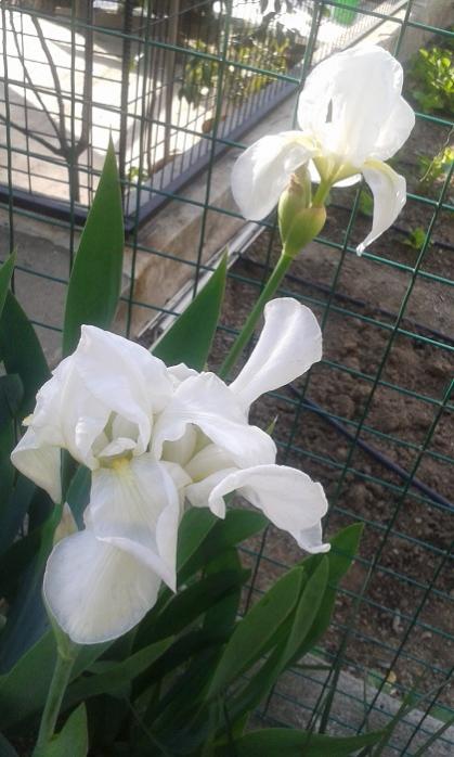 Name:  20170416_085838.jpg
Views: 1077
Size:  47.7 KB