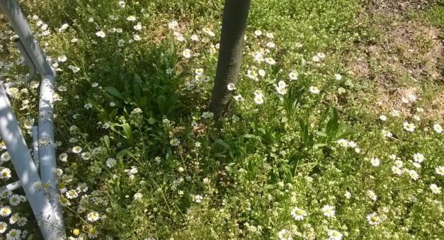 Name:  Bahe papatya 16.04.2017.jpg
Views: 571
Size:  71.4 KB