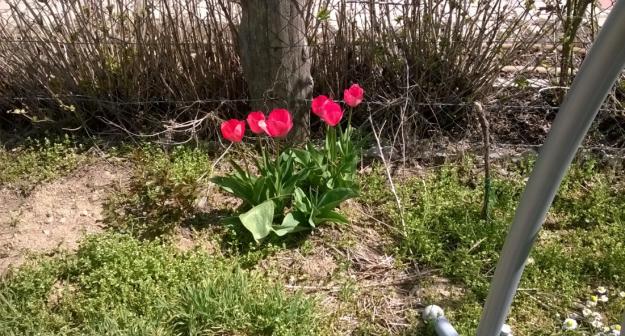 Name:  lale 16.04.2017.jpg
Views: 554
Size:  70.2 KB