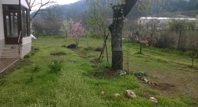 Name:  ayva 16.04.2017.jpg
Views: 601
Size:  43.9 KB