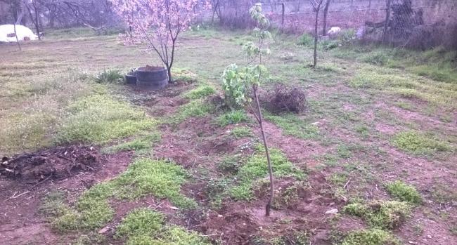 Name:  ayva 2 -16.04.2017.jpg
Views: 599
Size:  61.2 KB