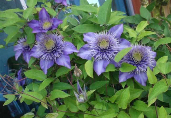 Name:  DSCF0206.jpg
Views: 549
Size:  52.1 KB