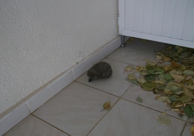 Name:  DSCF9986.jpg
Views: 401
Size:  26.2 KB